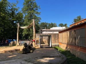 Poslední léto s Balou v Zoo Liberec. Slonice se připravuje na cestu do nového domova