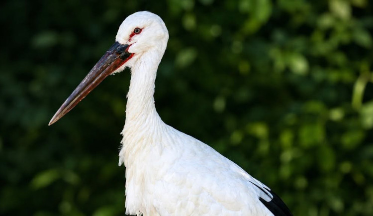 Zoo se pochlubila novinkou, vůbec poprvé chová jednoho z největších čápů na světě