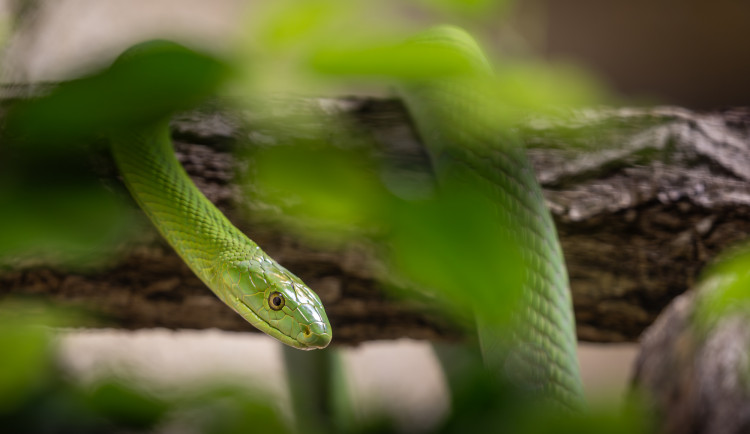 Zoo Dvůr Králové začala s chovem mamb zelených, jiné dva druhy mamb již chová