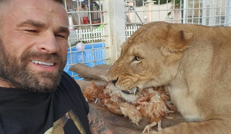 Lvice Elsa, zabavená Karlosu Vémolovi, má v liberecké zoo po karanténě a může do venkovního výběhu