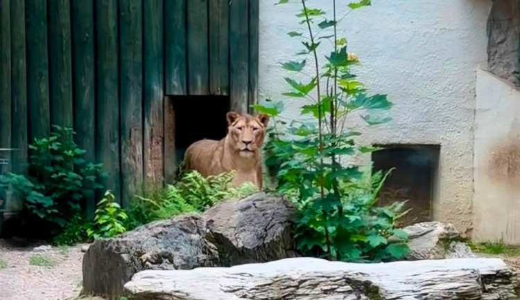 Lvice Elsa, zabavená Karlosu Vémolovi, má v liberecké zoo po karanténě a může do venkovního výběhu