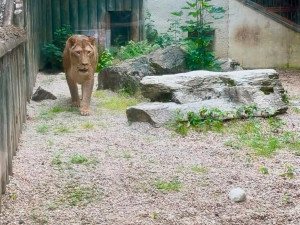 Lvice Elsa, zabavená Karlosu Vémolovi, má v liberecké zoo po karanténě a může do venkovního výběhu