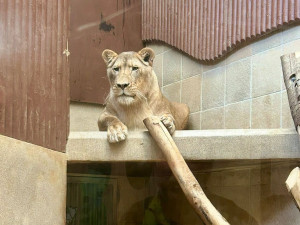 Lvice Elsa, zabavená Karlosu Vémolovi, má v liberecké zoo po karanténě a může do venkovního výběhu