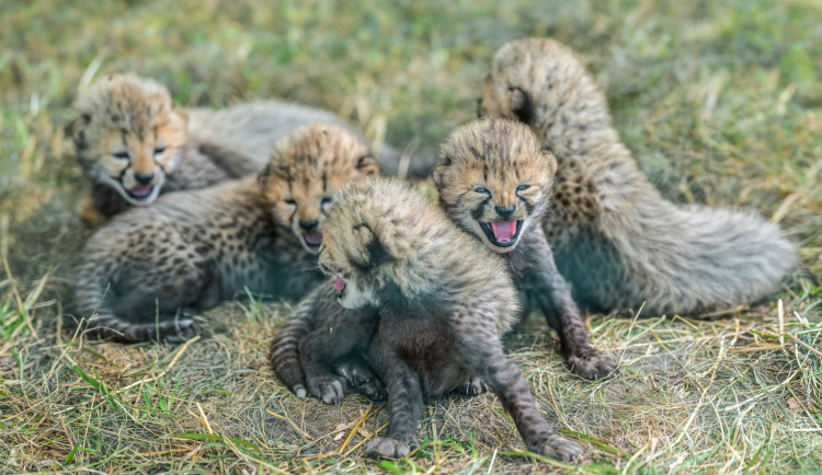 Radost v Zoo Praha. Narodila se vymodlená gepardí paterčata, ještě ale nemají vyhráno