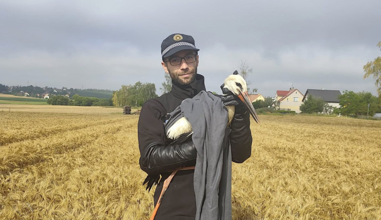 Zraněný čáp nedokázal vzlétnout. Policisté ho museli odchytit