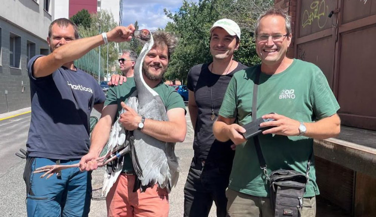 Jeřáb, který uletěl z brněnské zoo, je zpět ve výběhu. Pomohla hlášení od veřejnosti