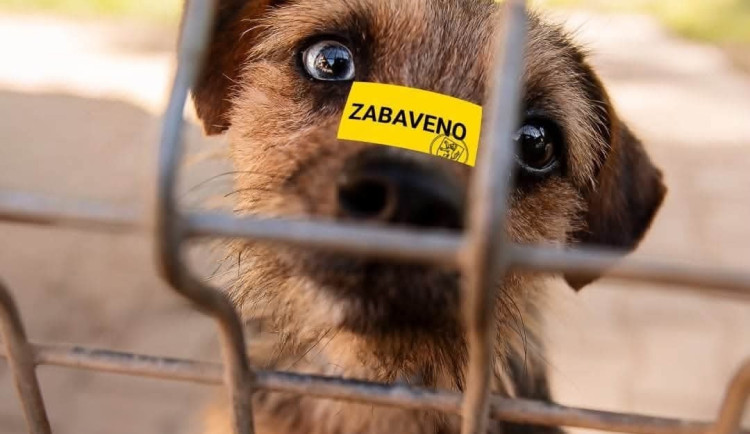Kvůli vleklým soudům zůstávají psi dlouhé roky v útulku, zařízení volají po změně