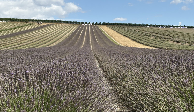 FOTO: Kousek Provence na Moravě. Levandulová pole ve Starovičkách stále kvetou