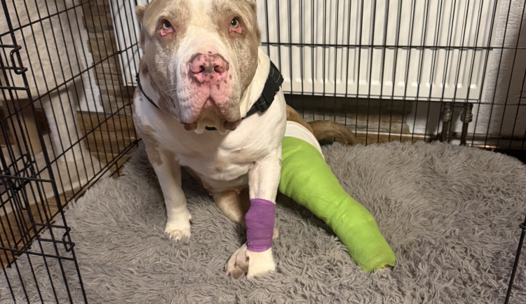 Daisy má za sebou těžkou operaci, teď ji čeká dlouhé a nákladné zotavování