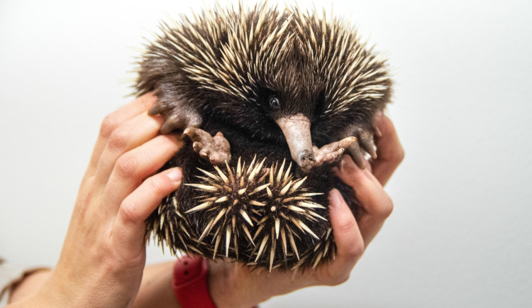 Zoo odchovává podivuhodnou ježuru, příbuznou ptakopyska. Jde o evropský úspěch