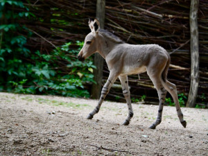 Radost v liberecké zoo: Po pěti letech se narodilo mládě kriticky ohroženého osla somálského