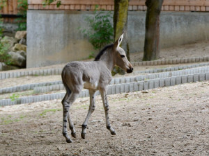 Radost v liberecké zoo: Po pěti letech se narodilo mládě kriticky ohroženého osla somálského