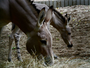 Radost v liberecké zoo: Po pěti letech se narodilo mládě kriticky ohroženého osla somálského