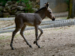Radost v liberecké zoo: Po pěti letech se narodilo mládě kriticky ohroženého osla somálského