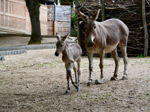 Radost v liberecké zoo: Po pěti letech se narodilo mládě kriticky ohroženého osla somálského