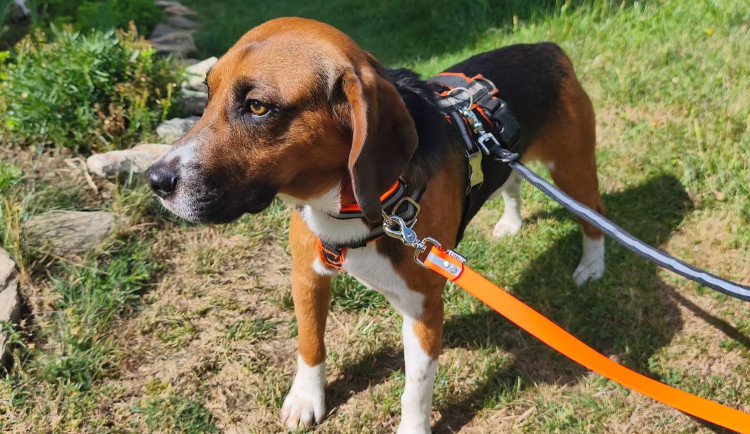 V adopci byl laboratorní bígl pár dní, pak se ztratil. Rozjela se velká pátrací akce