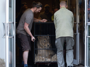 Lvice Elsa, zabavená Karlosu Vémolovi, odjela ze Zoo Liberec. Nový domov má v centru pro velké šelmy