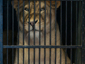 Lvice Elsa, zabavená Karlosu Vémolovi, odjela ze Zoo Liberec. Nový domov má v centru pro velké šelmy