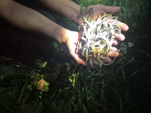 Čáp si spletl plastové gumičky s klubkem hadů. Uvízly mu v zobáku, bojoval o život