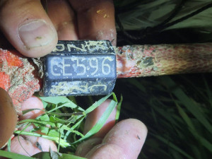 Čáp si spletl plastové gumičky s klubkem hadů. Uvízly mu v zobáku, bojoval o život