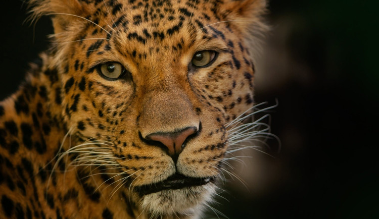 Zoo Liberec slaví 122 let: Čeká vás hra, odměny i vstupné za 122 korun