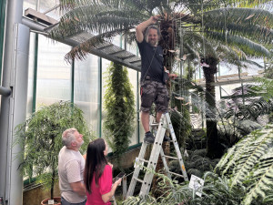 Jinde na světě je neuvidíte. V botanické v Liberci poletují svítící sklenění motýlci