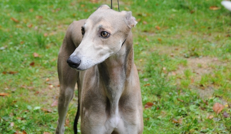 Podještědskou výstavu psů ovládl liberecký greyhound