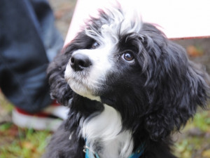 Podještědská výstava psů, 30. ročník