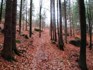 Terén je velice náročný, dostat sem silnici pro náklaďáky bude náročné
