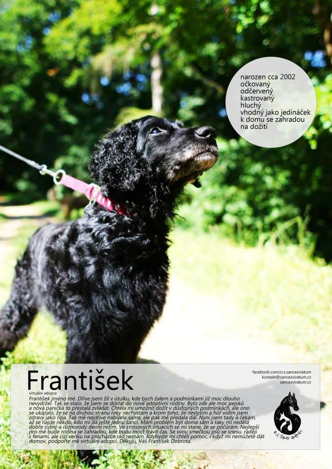 František - Starší pán, co špatně slyší hůř vidí. V útulku se málem utrápil. Má rád společnost, ale také svůj klid a velké změny mu nedělají dobře.