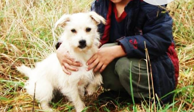 Lizzie - od rodiny už musela dvakrát, tak snad do třetice se to už povede. Nedělají jí problém cizí psi, je čistotná a hravá.