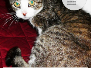 Jahoda - Žila na ulici i se svými mláďaty. K dočaskářovi se dostala nemocná, ale teď už je v pohodě. Je plašanka, ale na nového páníčka si určitě zvykne.