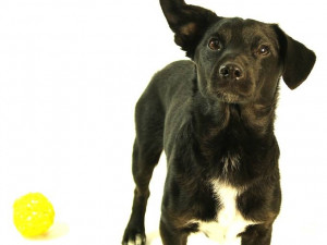 Lojza - Vyhodili ho z auta na rychlostce u Dlouhého mostu. Lojza miluje míček, se kterým se nechal i vyfotit. Nejspíš byl hodně fyzicky trestán a teď se bojí. Potřebuje trpělivého a hodného páníčka.