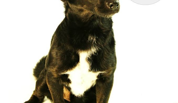 Lojza - Vyhodili ho z auta na rychlostce u Dlouhého mostu. Lojza miluje míček, se kterým se nechal i vyfotit. Nejspíš byl hodně fyzicky trestán a teď se bojí. Potřebuje trpělivého a hodného páníčka.