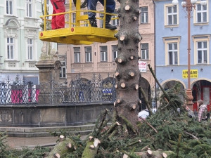 Likvidace vánočního stromu