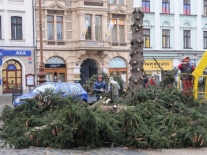 Likvidace vánočního stromu