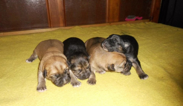 Štěňata k rezervaci