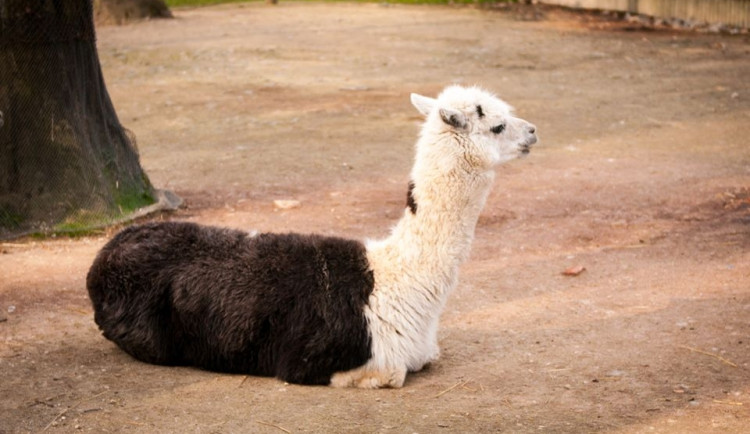 Liberecká zoologická zahrada se probudila ze zimního spánku