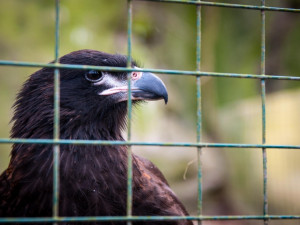 Liberecká zoologická zahrada se probudila ze zimního spánku