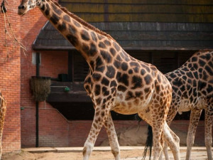 Liberecká zoologická zahrada se probudila ze zimního spánku