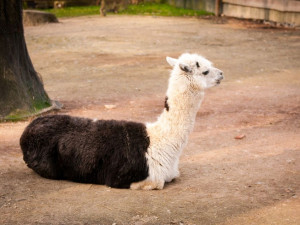 Liberecká zoologická zahrada se probudila ze zimního spánku