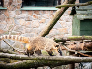 Liberecká zoologická zahrada se probudila ze zimního spánku