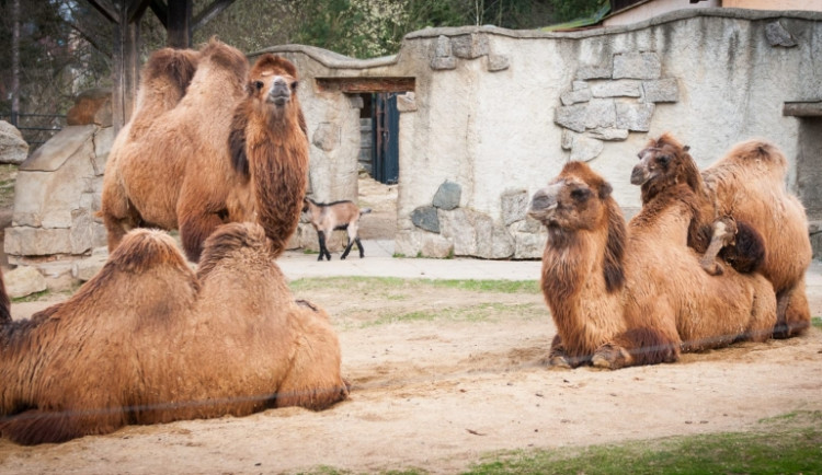 Liberecká zoologická zahrada se probudila ze zimního spánku
