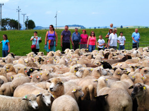 Účastníci akce se zapojují do zahánění ovcí.