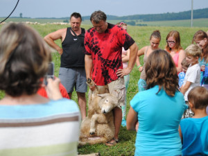 Když ovci položíte na záda, přestane sebou šít. Tahle čeká na ostříhání