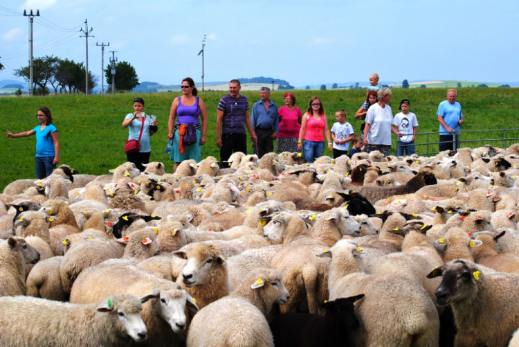 Účastníci akce se zapojují do zahánění ovcí.