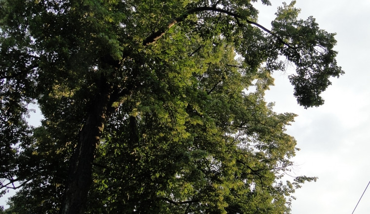 Foto: Ivana Freiwilligová