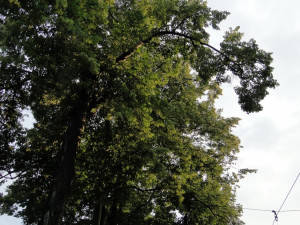 Foto: Ivana Freiwilligová