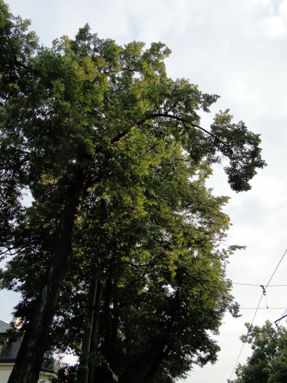 Foto: Ivana Freiwilligová