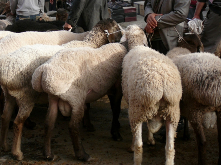 ovce s previslymi zadky